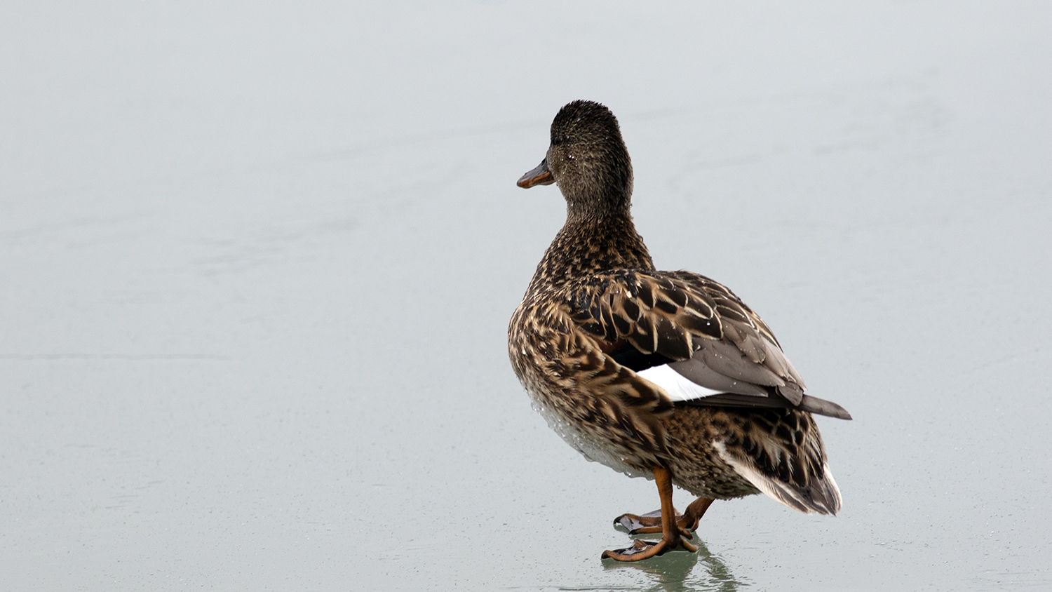 Northern Shoveler